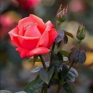 Meet your Posher, Dayami